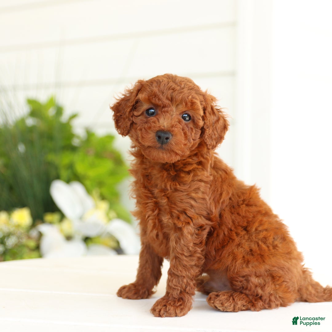 Miniature Poodle dogs for sale: Nacho - Image 2