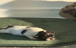 French Bulldog dogs for sale: Male 2 - Image 4