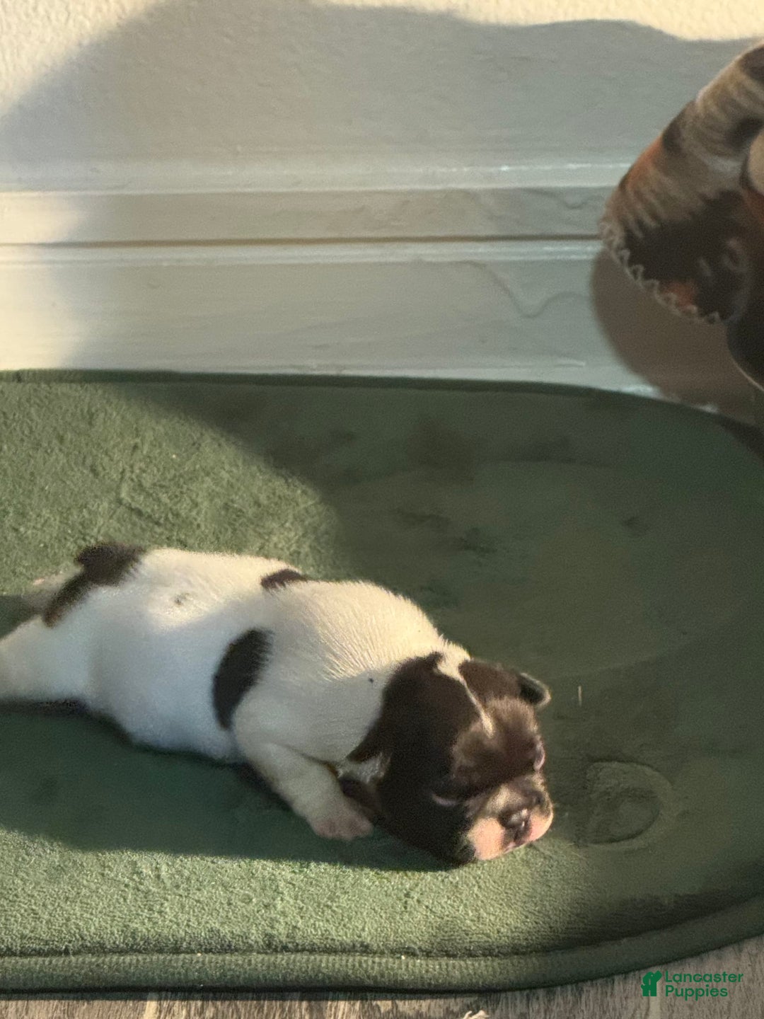 French Bulldog dogs for sale: Male 2 - Image 4