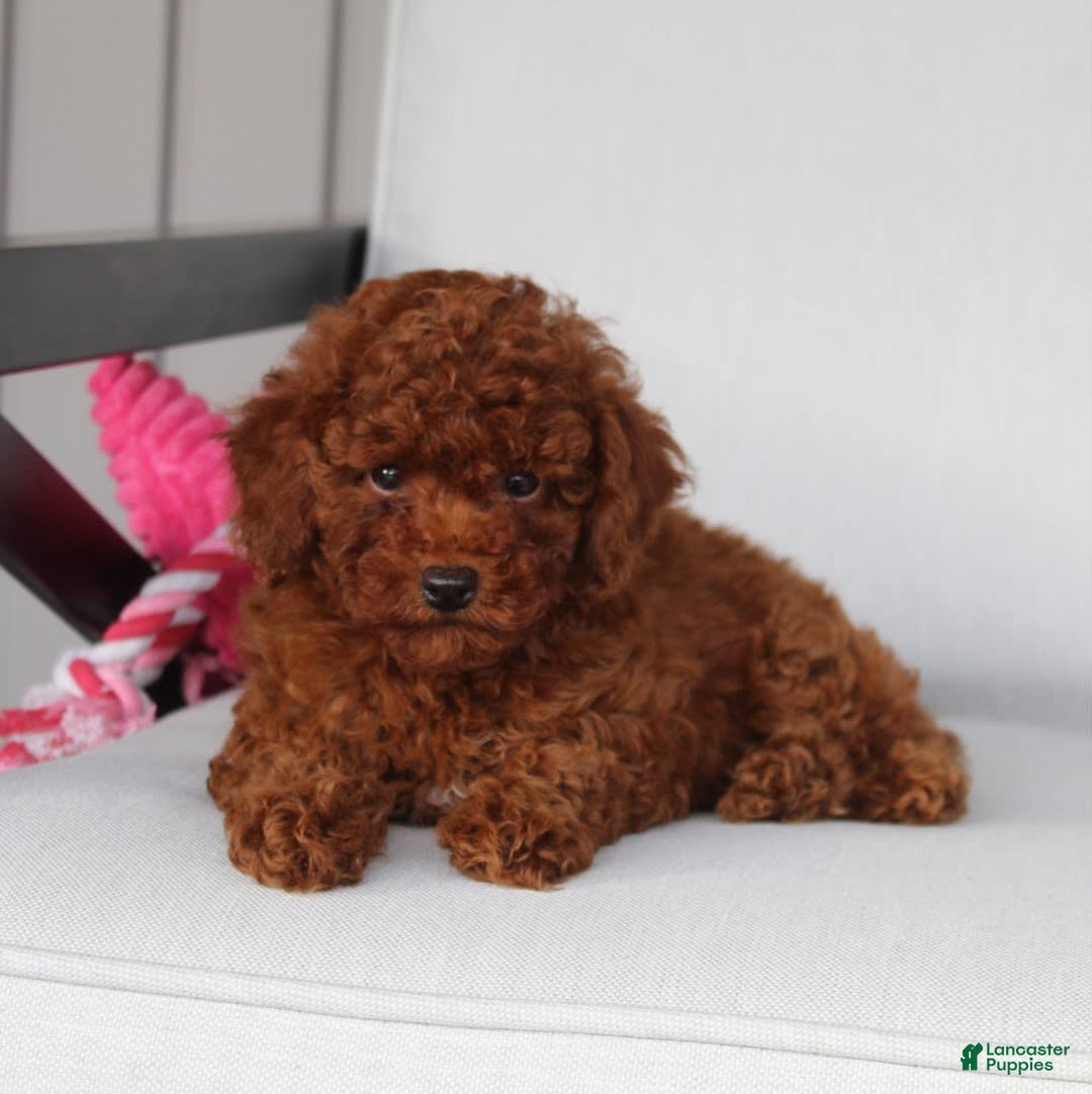 Toy Poodle dogs for sale: Elena - Image 7