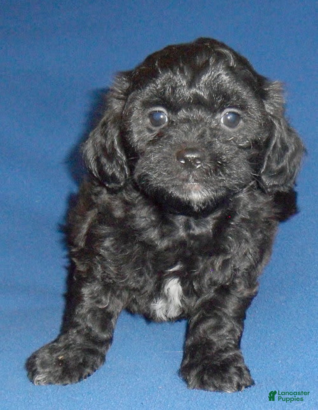 Shihpoo dogs for sale: Shih-Poo 4 puppies - Image 4