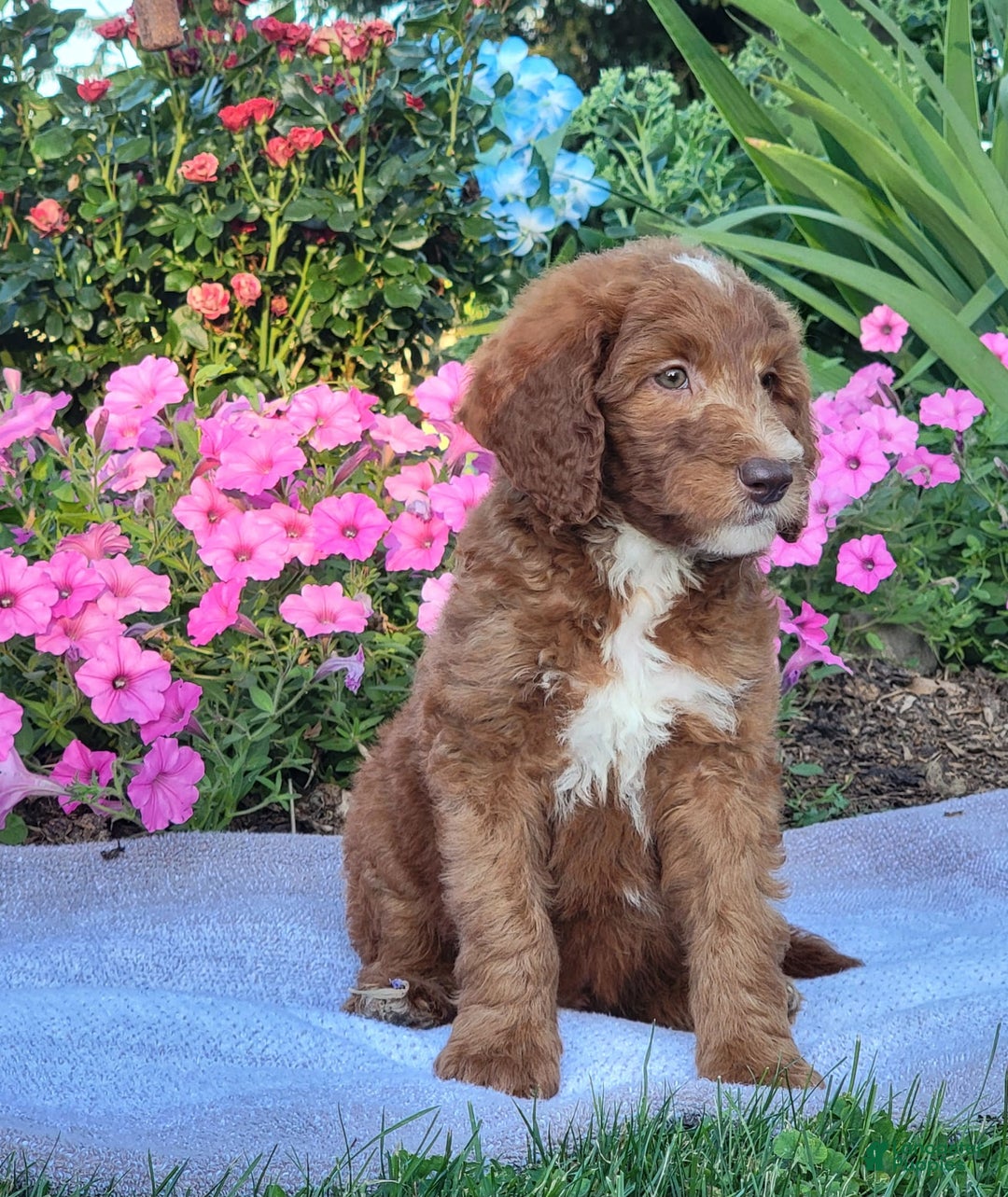 Goldendoodle dogs for sale: Ricky - Image 8