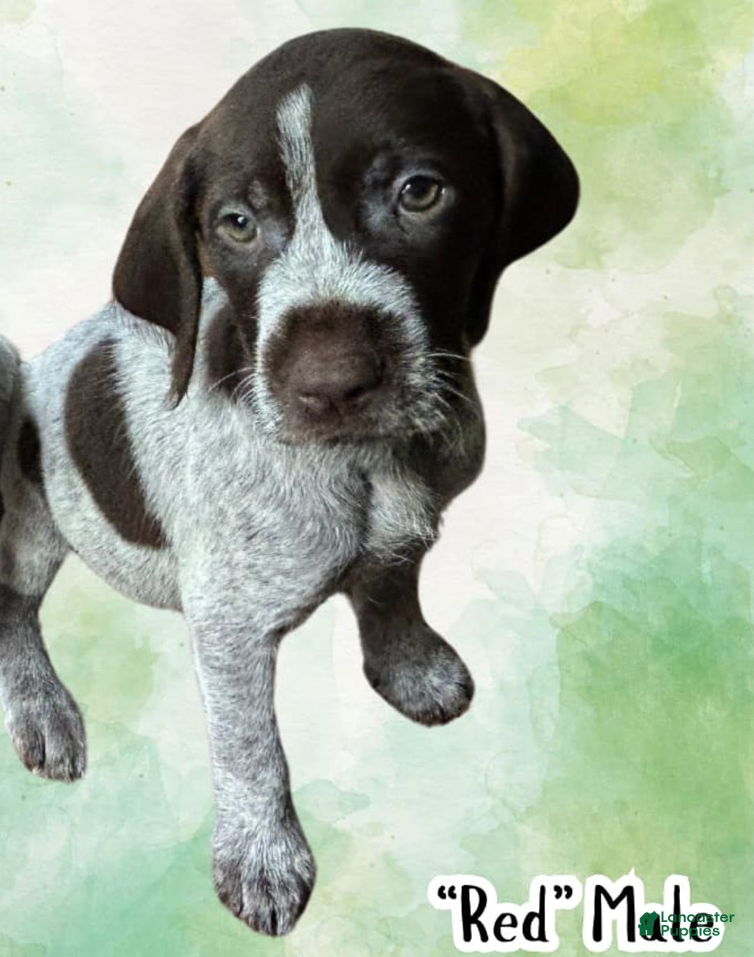 German Wirehaired Pointer dogs for sale: Panzer - Image 1
