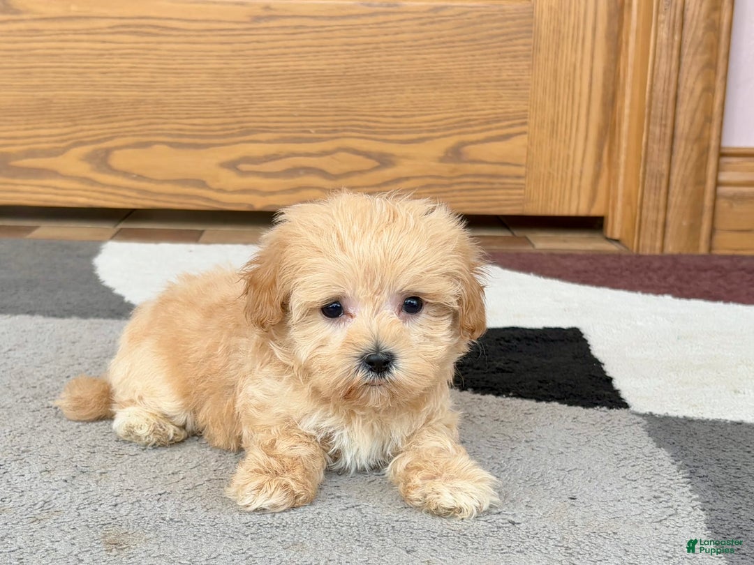Maltipoo dogs for sale: Tiny - Image 1