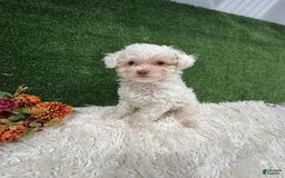 Toy Poodle dogs for sale: Leo Corbata Azul - Image 1