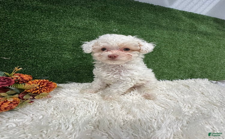 Toy Poodle dogs for sale - Ad 4