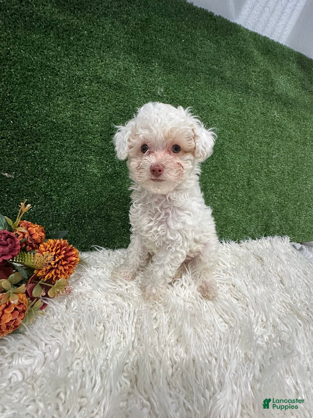 Toy Poodle dogs for sale: Leo Corbata Azul - Image 1