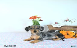 Miniature Dachshund dogs for sale: Trisha - Image 2