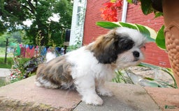 Shih Tzu dogs for sale: Dallas - Image 4