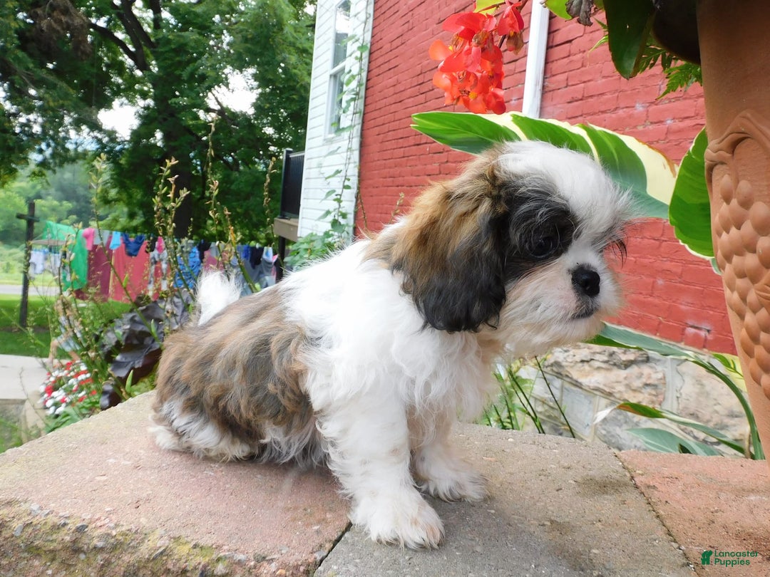 Shih Tzu dogs for sale: Dallas - Image 4