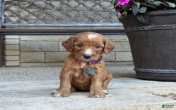 Goldendoodle dogs for sale: Layla - Image 4