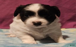 Chihuahua dogs for sale: Nix - Image 12