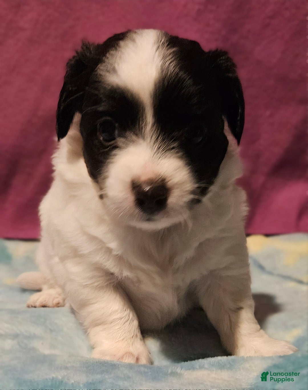 Chihuahua dogs for sale: Nix - Image 12