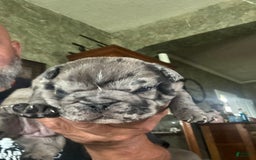 English Bulldog dogs for sale: Chungus - Image 3