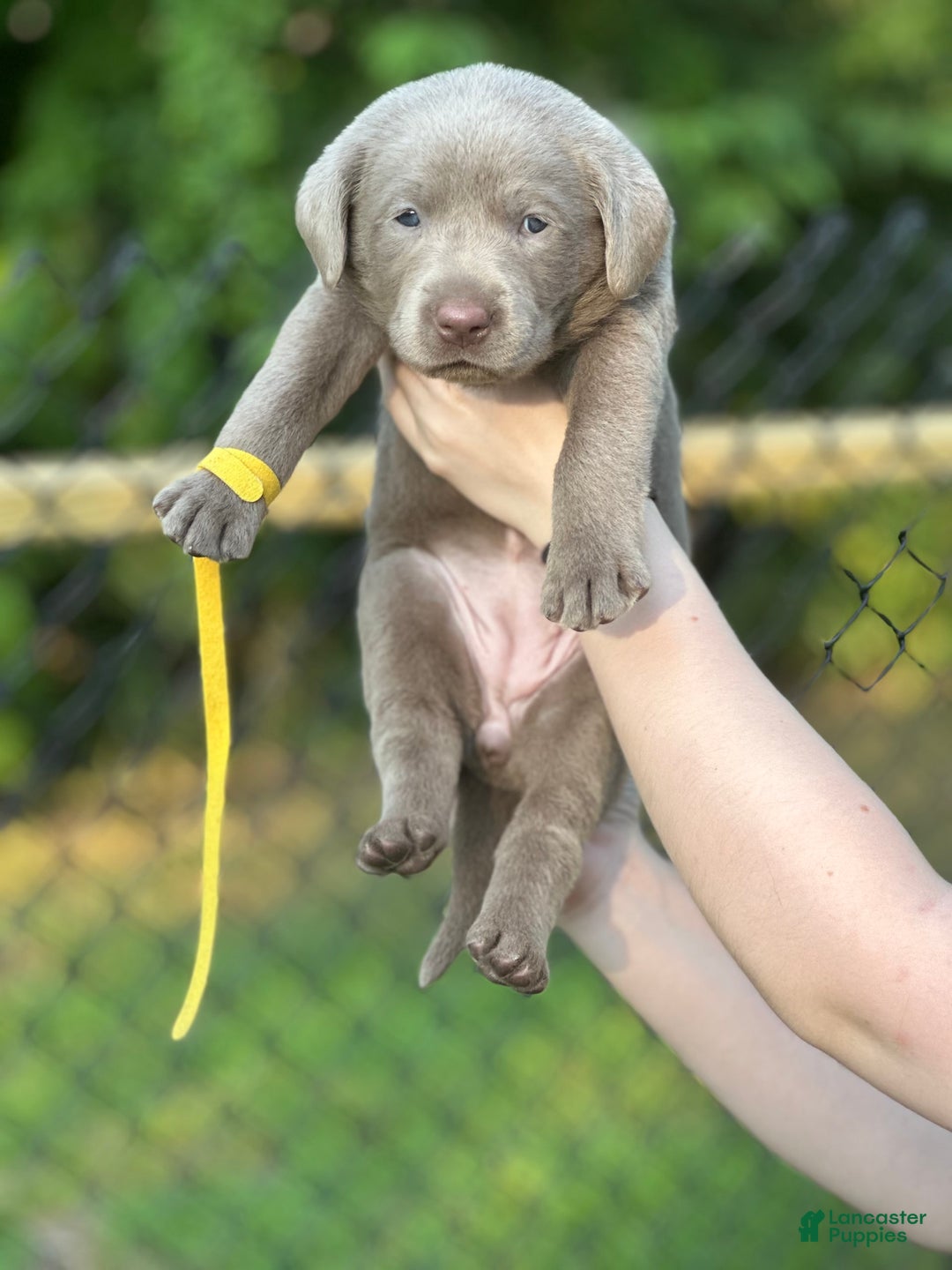 Labrador Retriever dogs for sale: Chip - Image 2