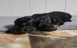 Miniature Dachshund dogs for sale: Gunner - Image 1