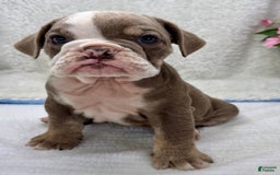English Bulldog dogs for sale: Elsie - Image 1
