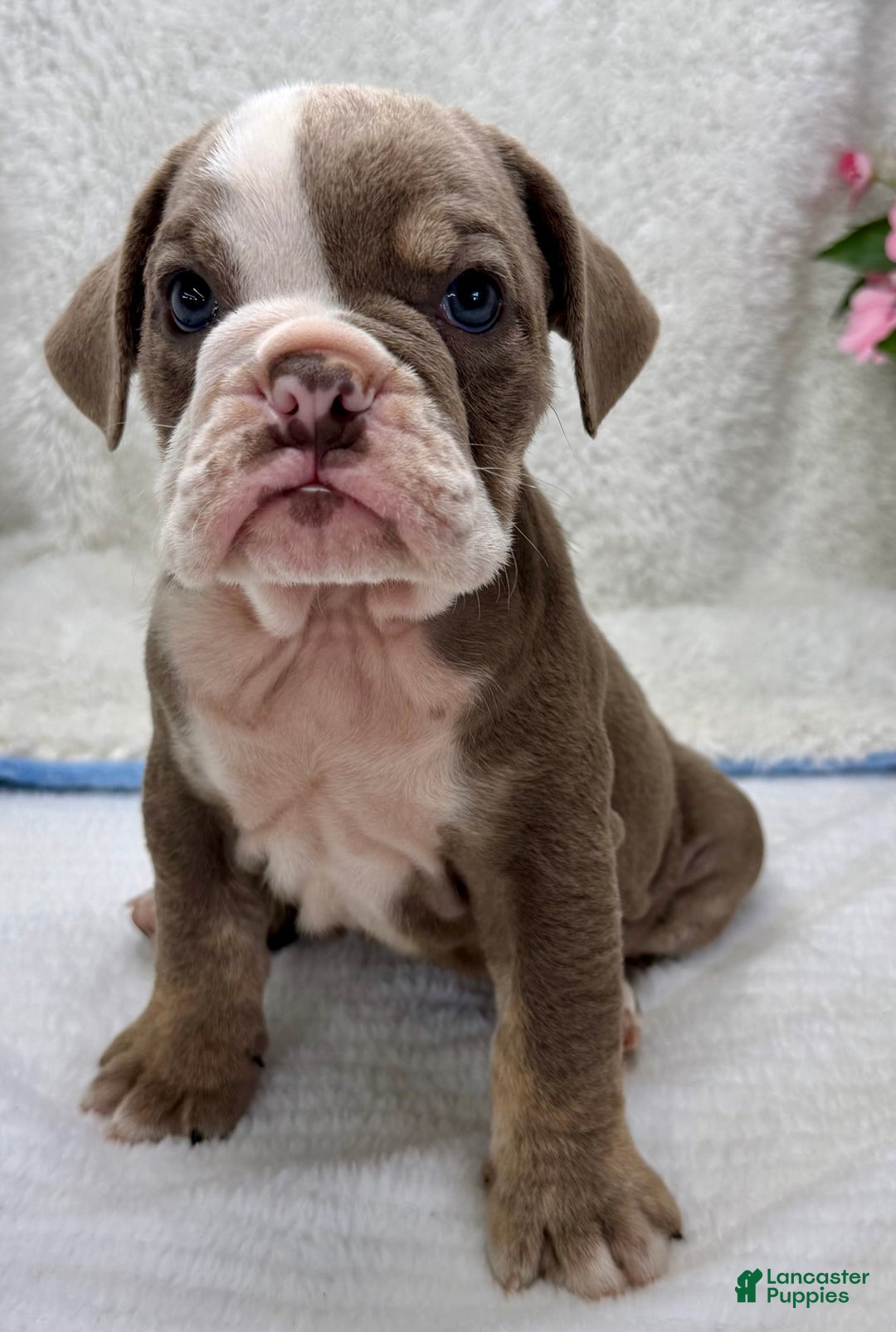 English Bulldog dogs for sale: Elsie - Image 1