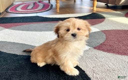 Lhasa Apso dogs for sale: Abby - Image 3