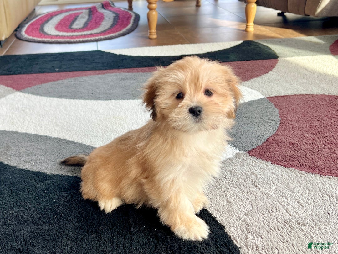 Lhasa Apso dogs for sale: Abby - Image 3