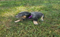 Australian Cattle Dog dogs for sale: Clover - Image 4