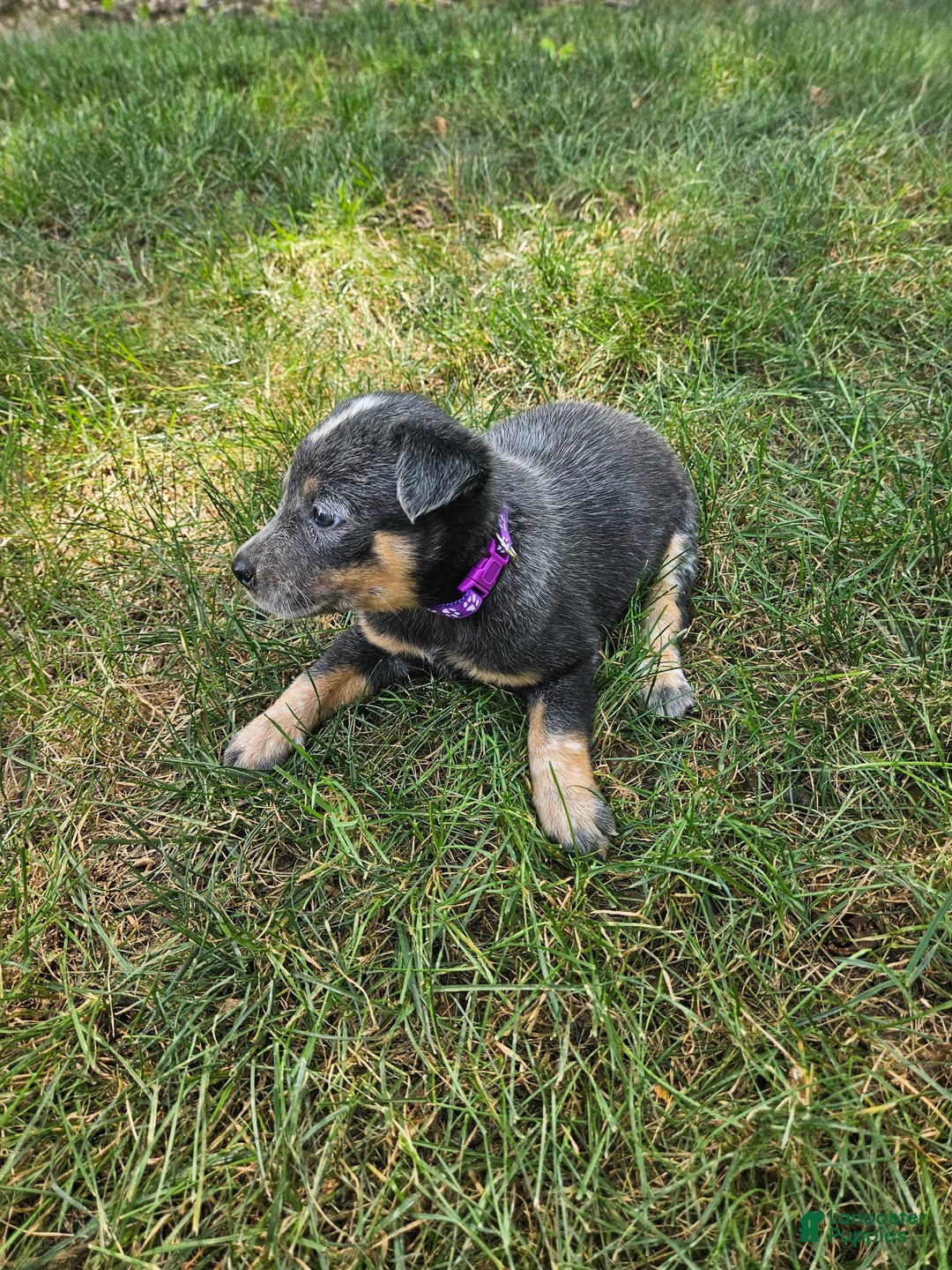 Australian Cattle Dog dogs for sale: Clover - Image 4