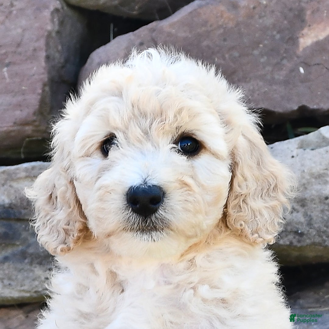 Mini Goldendoodle dogs for sale: Sandy - Image 5