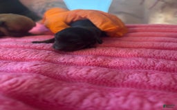 Dachshund dogs for sale: Lainey - Image 1