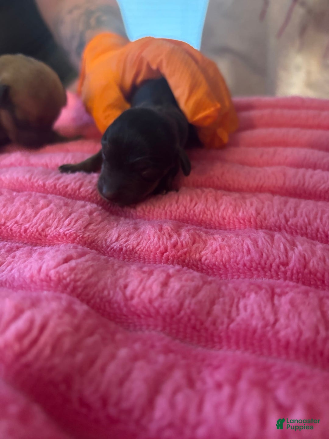 Dachshund dogs for sale: Lainey - Image 1