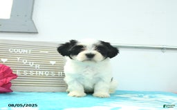 Havanese dogs for sale: Nora - Image 2