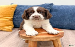 English Springer Spaniel dogs for sale: Lewis - Image 3