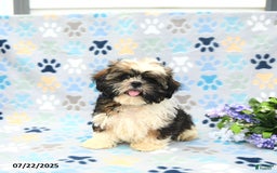 Shih Tzu dogs for sale: Puddles - Image 6