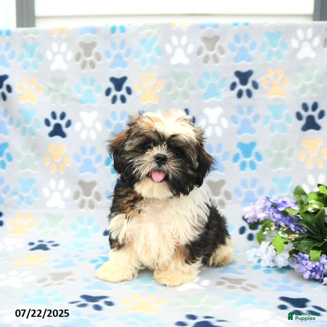 Shih Tzu dogs for sale: Puddles - Image 6