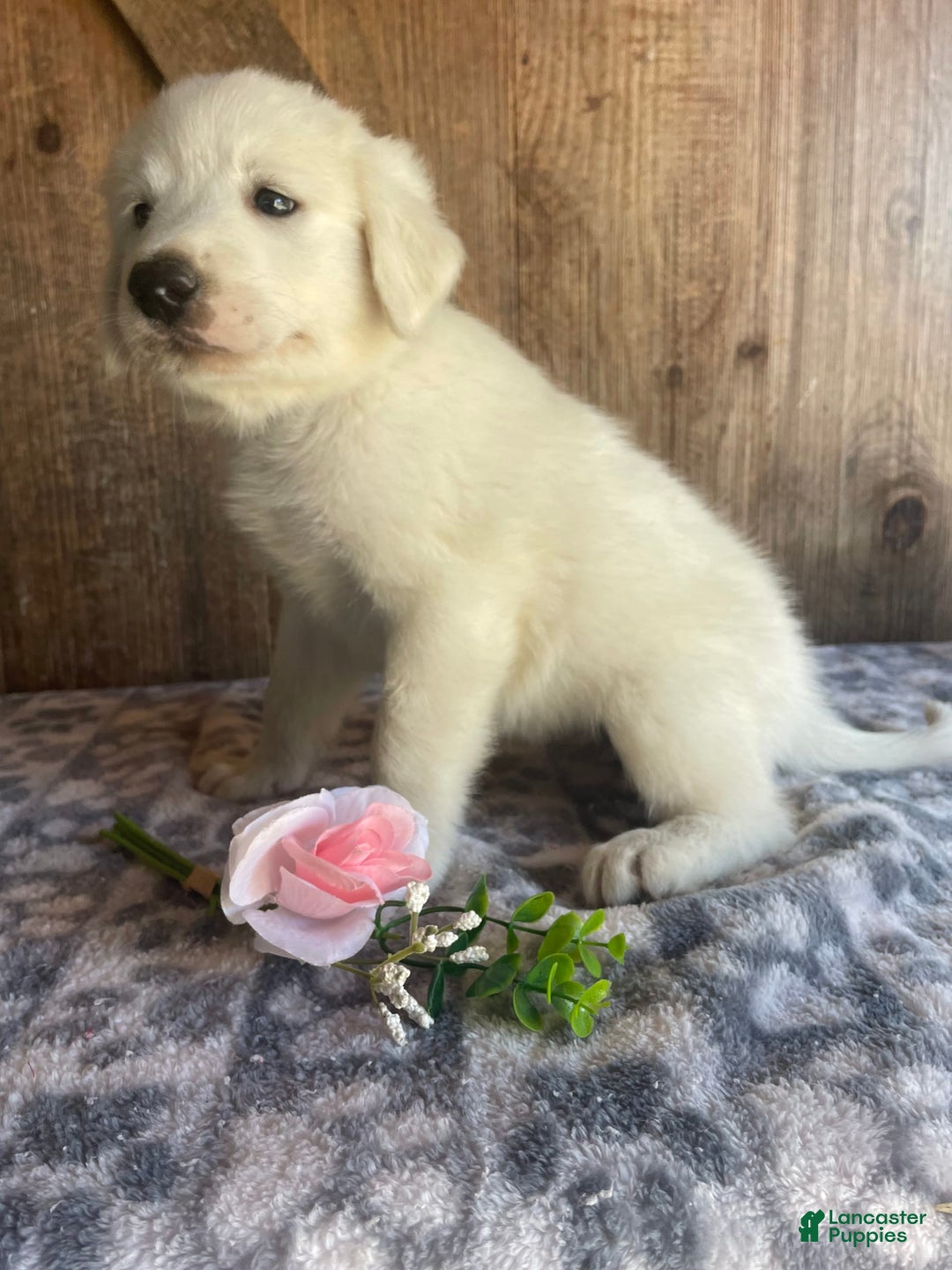Great Pyrenees dogs for sale: Dodge - Image 2