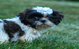 Shih Tzu dogs for sale: Brody - Image 8