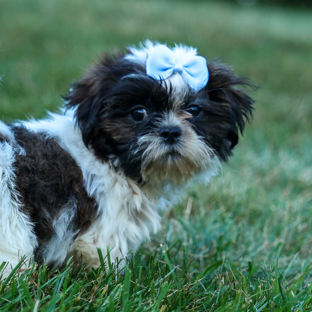 Shih Tzu dogs for sale: Brody - Image 8