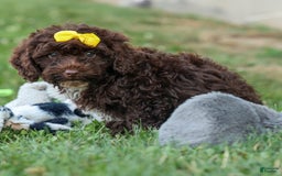 Cockapoo dogs for sale: Bess - Image 23