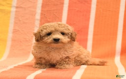 Bichpoo dogs for sale: Matt - Image 1