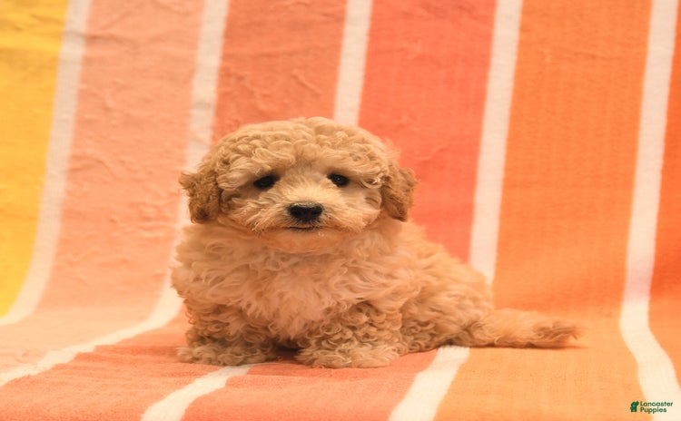 Bichpoo dogs for sale - Ad 4