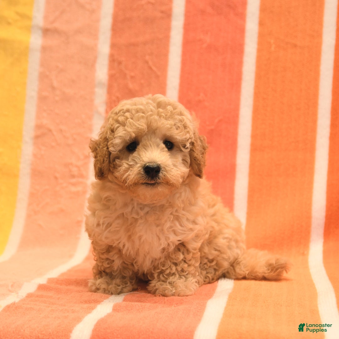 Bichpoo dogs for sale: Matt - Image 1