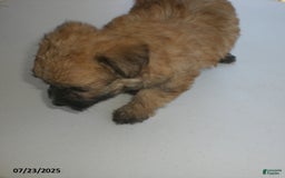 Yorkiepoo dogs for sale: Sally - Image 16