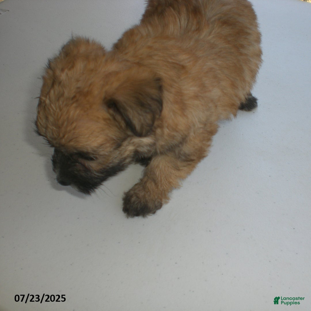 Yorkiepoo dogs for sale: Sally - Image 16