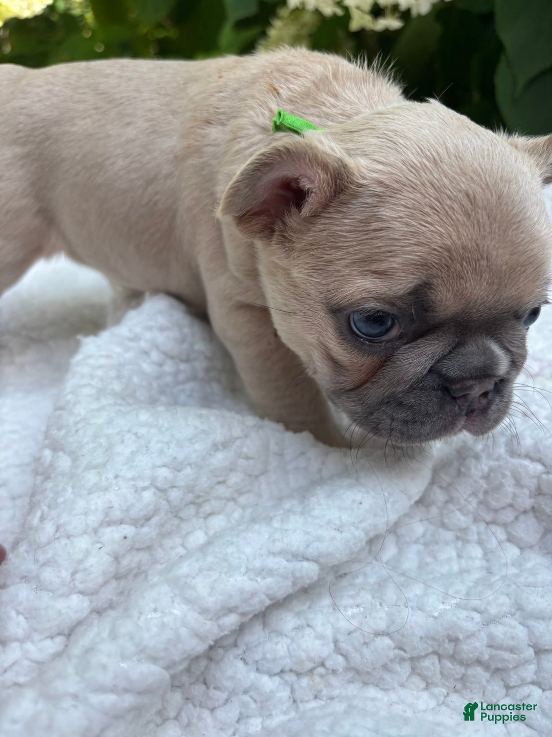 French Bulldog dogs for sale: Charlie Brown - Image 3