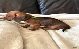 Miniature Dachshund dogs for sale: Green - Image 2