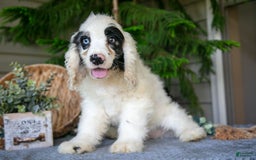 Cocker Spaniel dogs for sale: Jingles - Image 2