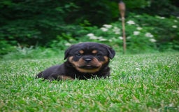 Rottweiler dogs for sale: Bella - Image 24