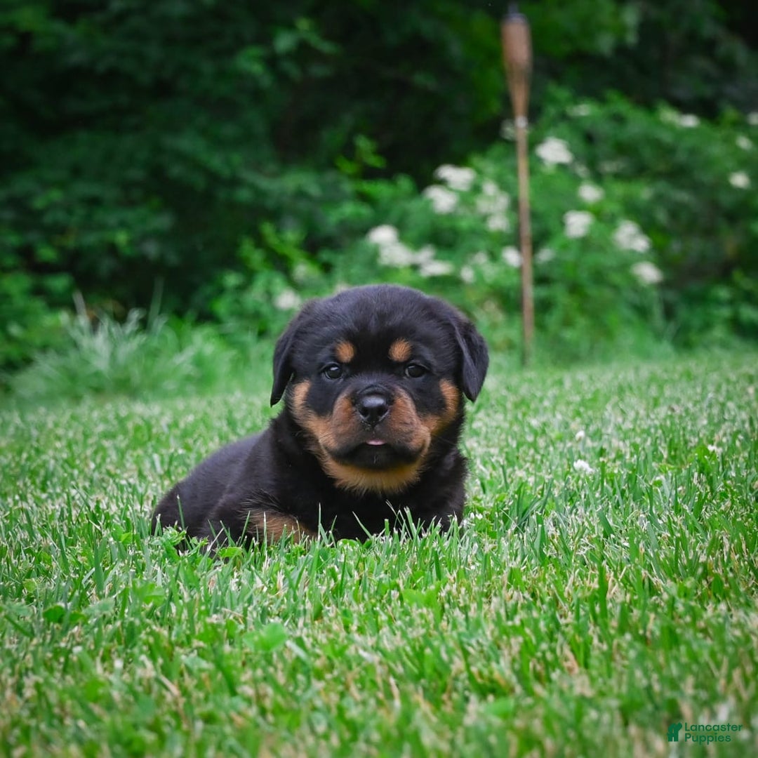 Rottweiler dogs for sale: Bella - Image 24