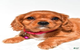 Cavalier King Charles Spaniel dogs for sale: Patty - Image 4