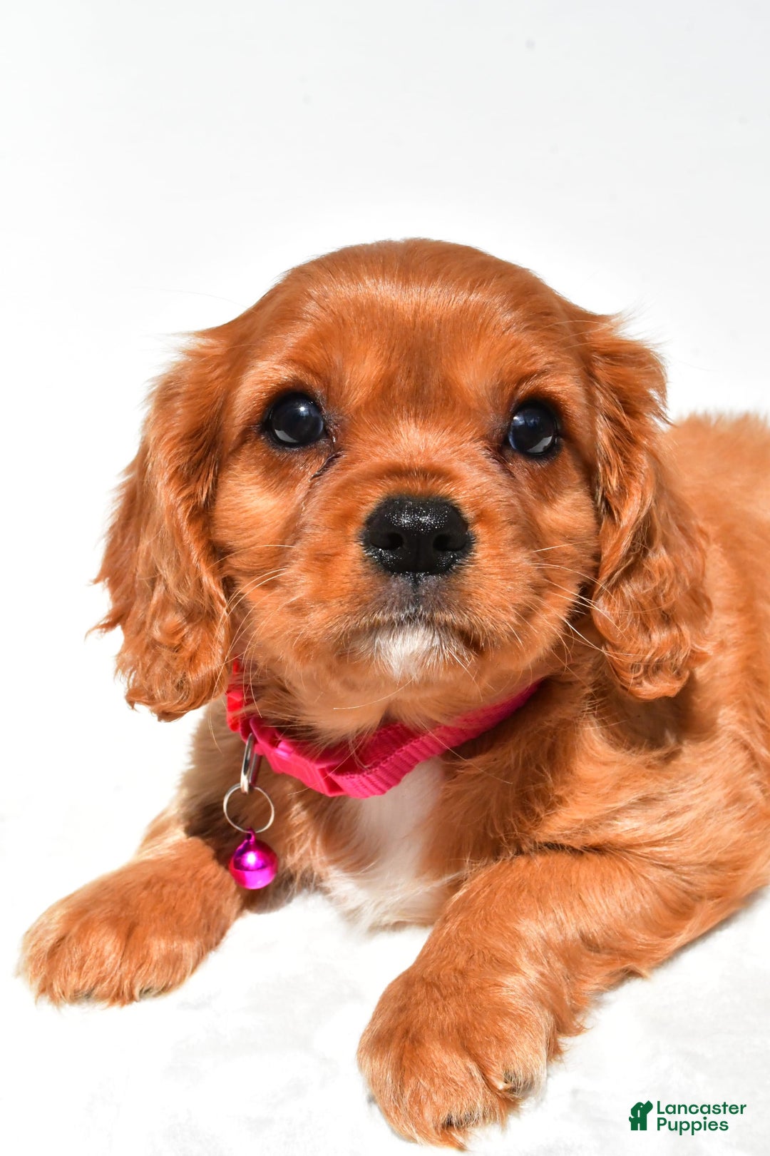 Cavalier King Charles Spaniel dogs for sale: Patty - Image 4