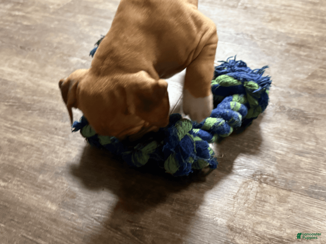 American Pit Bull Terrier dogs for sale: Spice - Image 5